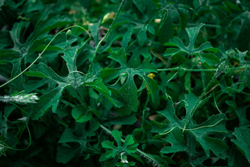 Macro photo of green leaf nature background. the photos is perfect for pamphlet, nature poster, nature promotion and traveler.  