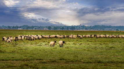 Baie du mont St Michel