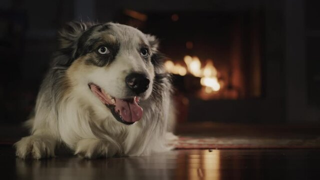 A portrait of a cute Australian Shepherd, lying on the floor of the house nedelya from the fireplace.