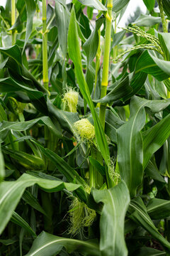 Selective focusing of an image of a corn plant on an organic cornfield. Corn is growing.Harvest