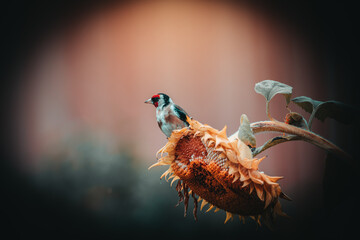 Stieglitz Distelfink - Natur Vogel Fotos