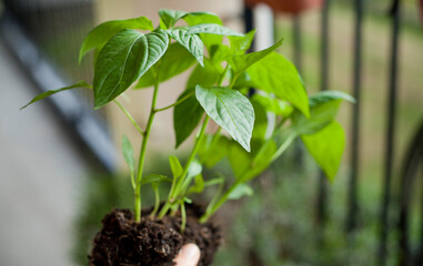 Man gardener transplanting young chili pepper plants to bigger pots - gardening activity on the sunny balcony.