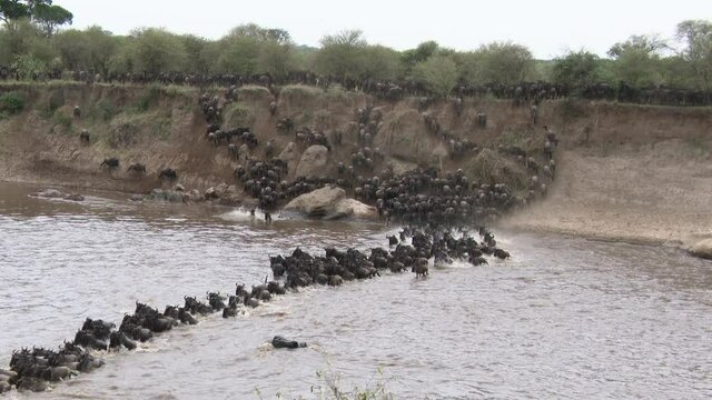 Blue Wildebeest (Connochaetes taurinus)  big herd migrating crossing the Mara river, Serengeti N.P. Tanzania.