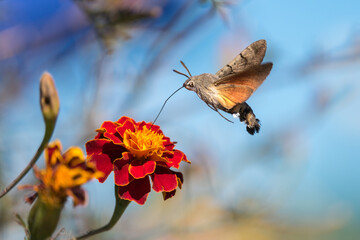 Obraz premium nature in the city