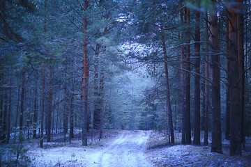 evening in winter forest landscape, view of dark trees mystic