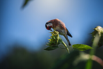 Stieglitz Distelfink - Natur Vogel Fotos