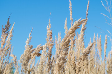 Fluffy panicles of dry yellow meadow feather grass growing thickly in the field, swaying in the...