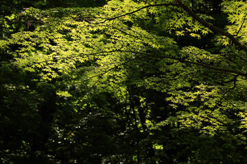 Green Maple Leaves under Natural Light