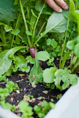 Red organic radish salad lettuce leaves growing in the vegetable garden with raised beds.