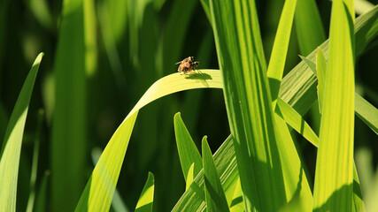 Mating Ritual of Wasps on The Green Leaves