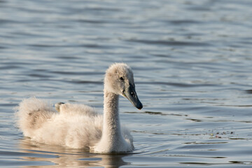 Swan (Cygnus)
