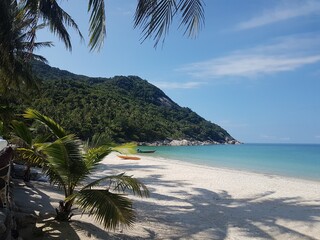 beach with palm trees and sea