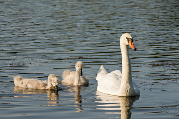 Swan (Cygnus)