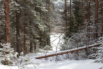 forest in winter