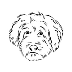 Labradoodle Mix dog - vector isolated illustration on white background