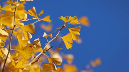 青空の下の黄色い銀杏の写真