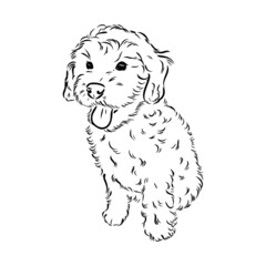 Labradoodle Mix dog - vector isolated illustration on white background