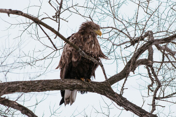 eagle on branch