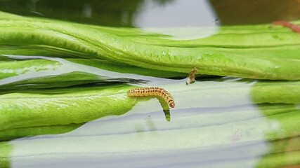 make a vegetable garden