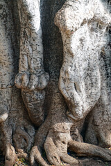 Plants in the tropics. The trunk of the tree and its texture. Bark of a living plant