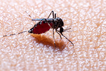 Close up of a mosquito biting on a skin macro