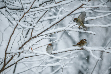 bird on a snowy branch, sparrow, wild animal close-up