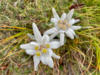 Close up of an Edelweiss, Swiss Alps.