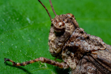 Brown gasshopper on top of a leaf macro close up