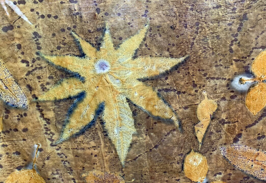 Yogyakarta, Indonesia - December 11, 2021: Eco print, making a motif with leaves and flowers on a piece of cloth, in Yogyakarta, Indonesia