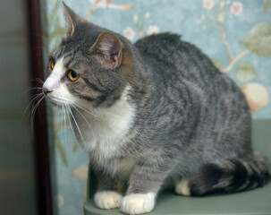 gray and white tabby cat with orange eyes