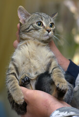 Adorable little tabby kitten in female hands,