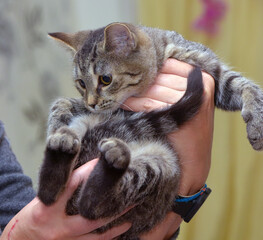 Adorable little tabby kitten in female hands,