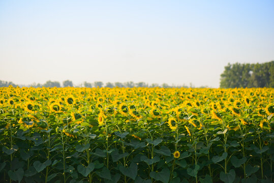 Field of sunflowers with green stems and yellow flowers