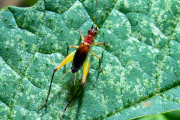 red-headed bush cricket on top of a leaf macro close up