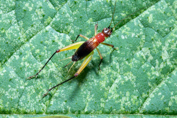 red-headed bush cricket on top of a leaf macro close up