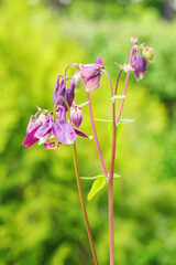 Side view of the pink flower Aquilegia in the garden.
