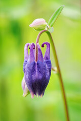 Side view of the purple closed flower Aquilegia in the garden.