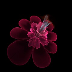 Fractal image flowers, graphic design for your text.
Fantasy rendering  flower.
