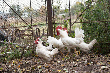 White chickens and Leghorn roosters walking in the pen on the farm