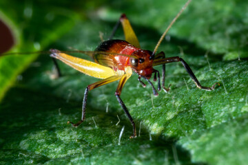red-headed bush cricket on top of a leaf macro close up