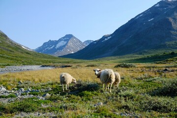 Mountain landscape with sheep grazing in the valley by the river.  Visdalen valley, on Visa River....