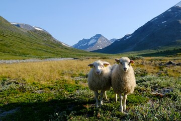 Obraz premium Mountain landscape with two sheep looking at lens in the valley by the river. Visdalen valley, on Visa River. Jotunheimen National Park