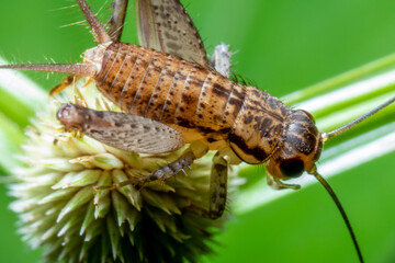 A cricket standing on top of a flower close up