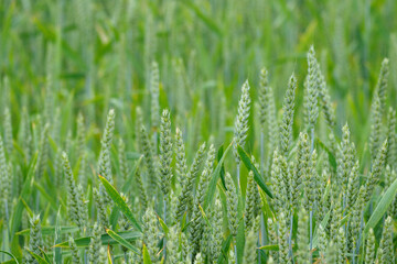 Detail of green ears in a field of grain. 