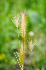 Detail of a barley mouse out in nature.