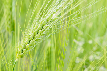 Detail of barley unripe on a field.