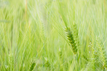 Detail of barley unripe on a field.