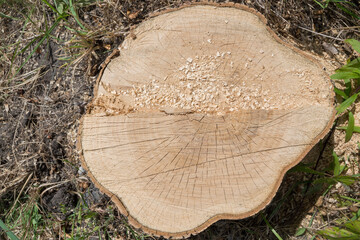 Low-sawn tree trunk, stump with cracks radiating from center to edges, with fresh traces of sawn, with shavings and sawdust lying on surface on background of gray soil, among grass, top view.