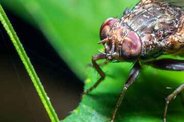 Garbage fly in the nature macro close up