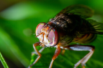 Garbage fly in the nature macro close up